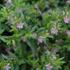 False Heather Shrub Photo 1