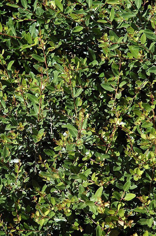 dwarf yaupon holly