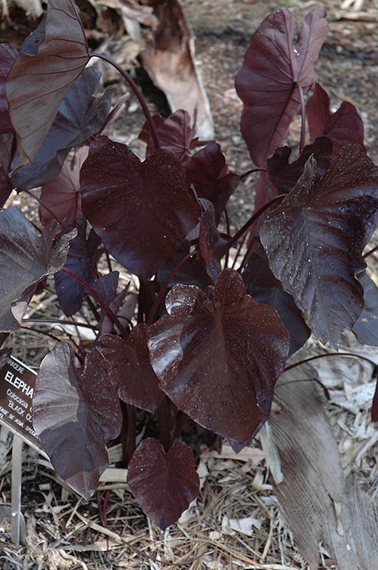 black coral elephant ear