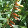 Firecracker Plant Photo 1