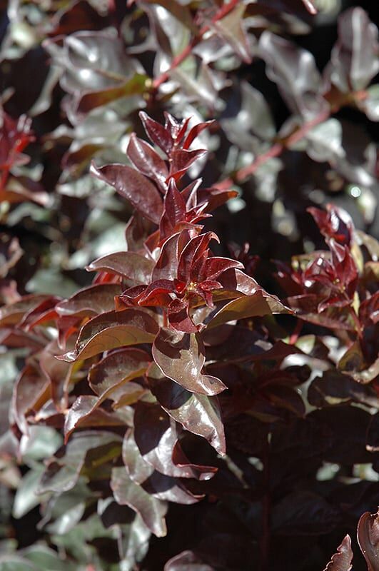 plum magic crapemyrtle