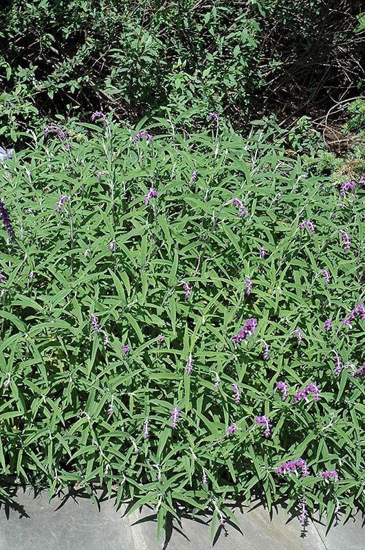 Mexican bush sage