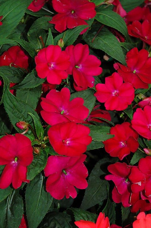 sunpatiens compact royal magenta