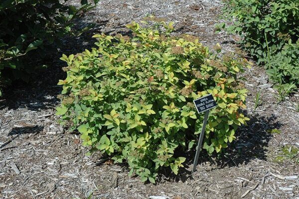double play Big Bang spirea