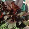Tropicanna Black Canna Photo 1