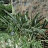 Orange Bird Of Paradise Photo 1