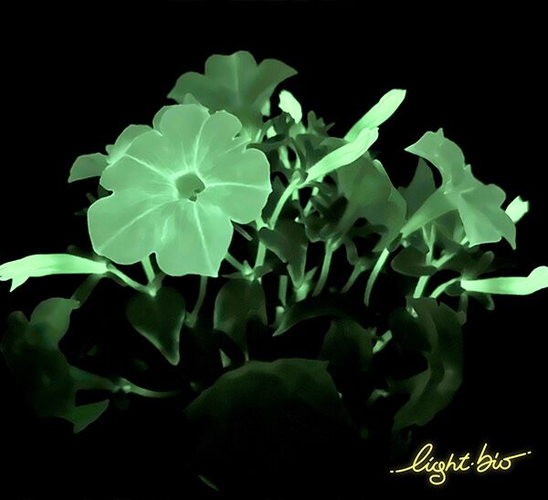 Firefly Petunia Photo 1