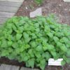 Lemon Balm Photo 1
