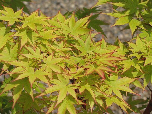 coral bark Japanese maple