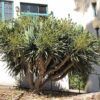 Dragon Tree (shrub form) Photo 1