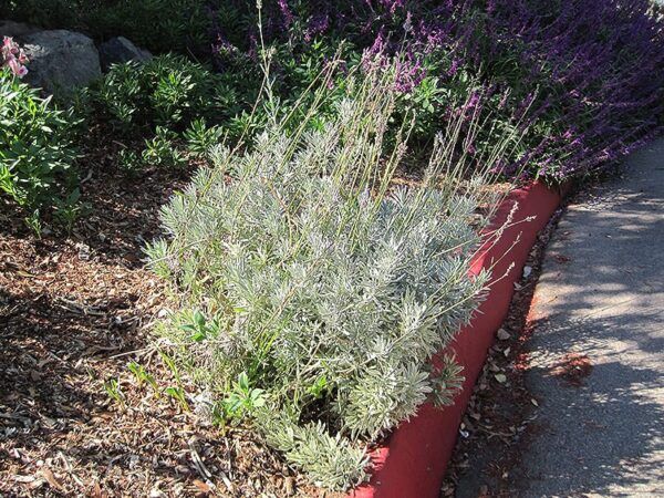 French lavender