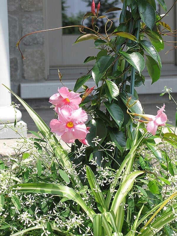 sun parasol pretty pink mandevilla