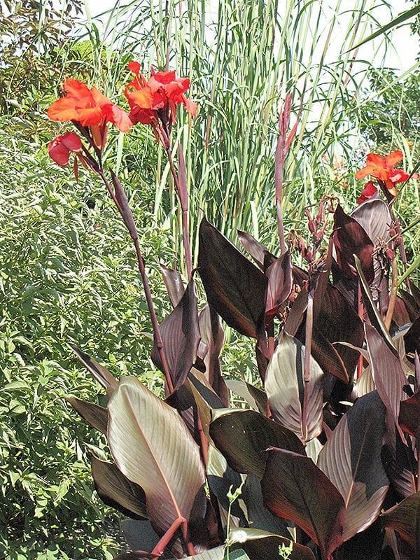 Tropicana black canna