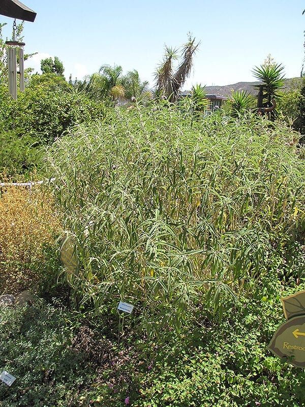 Mexican bush sage