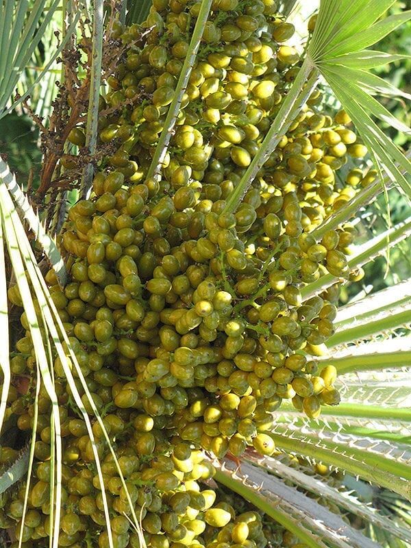 mediterranean fan palm