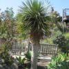 Dragon Tree Photo 1