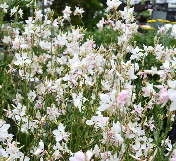 Gaura
