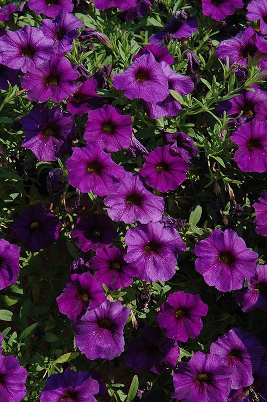 supercal blue petchoa