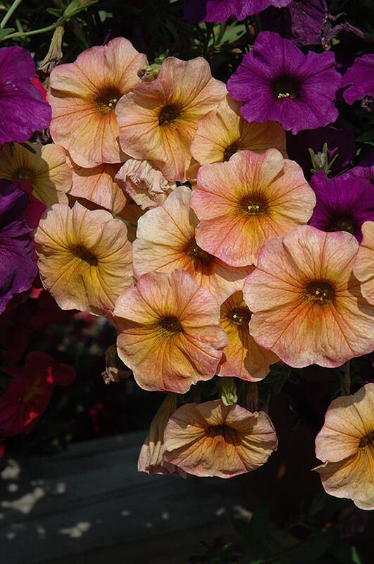 supercal terra cotta petchoa