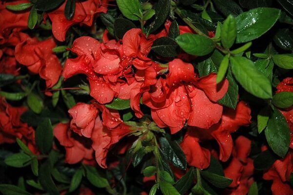 encore azalea autumn embers