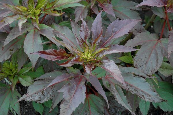 midnight marvel hibiscus