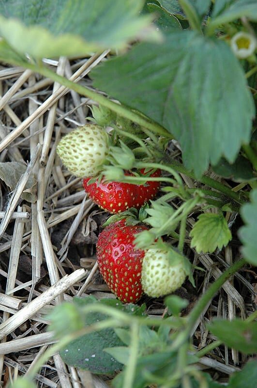 quinault strawberry