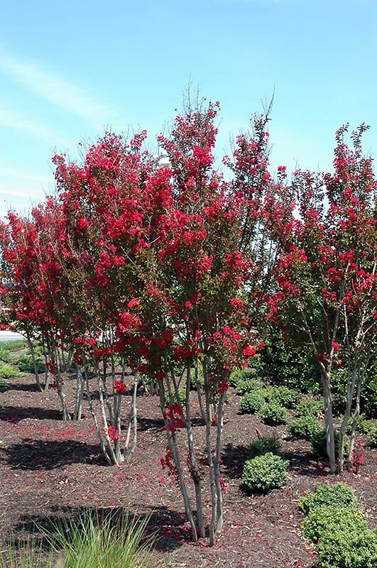 red rocket crapemyrtle