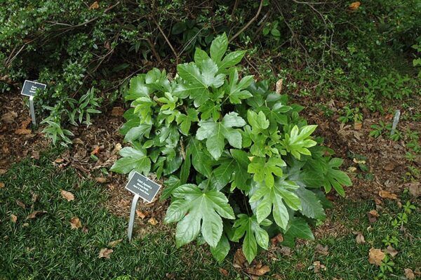 Japanese fatsia