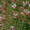 Rose Creek Abelia Photo 1