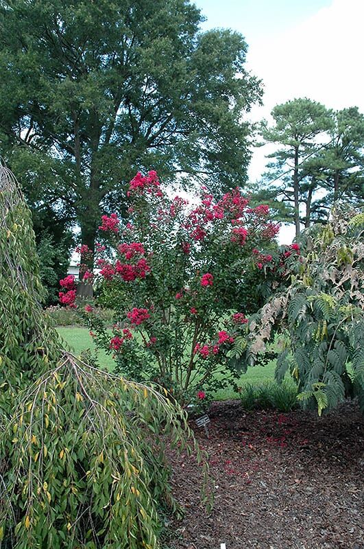 pink velour crapemyrtle