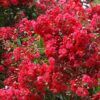 Red Rocket Crapemyrtle Photo 1