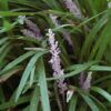Liriope Silver Dragon Photo 1
