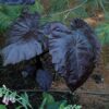 Black Coral Elephant Ear Photo 1