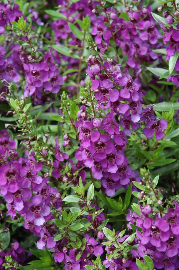Archangel Dark Purple Angelonia image