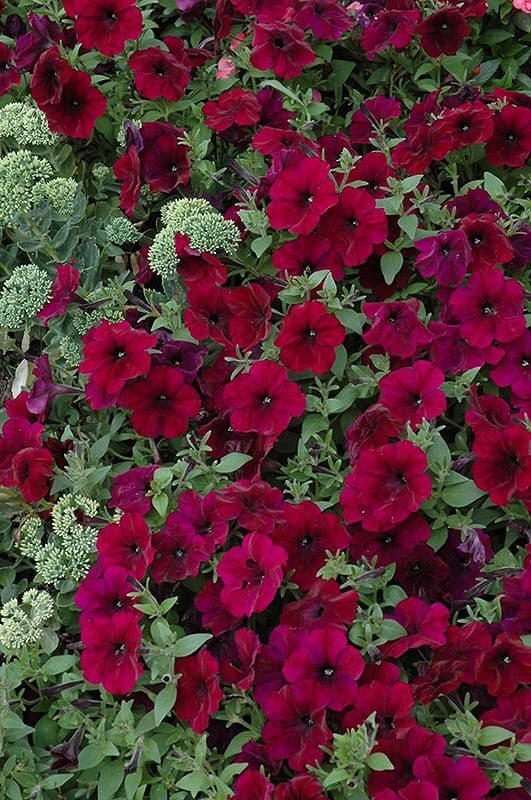 easy wave burgundy velour petunia