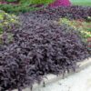 Purple Knight Alternanthera Photo 1