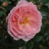 Apricot Drift® Rose Photo 1