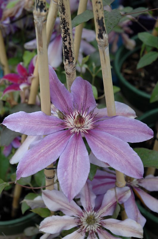 starry nights clematis