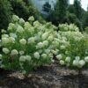 Limelight Hydrangea Photo 1