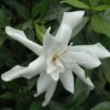 Frost Proof Hardy Gardenia Photo 1