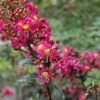 Plum Magic Crapemyrtle Photo 1