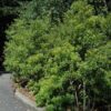 Southern Wax Myrtle Photo 1