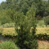 Shrubby Podocarpus Photo 1