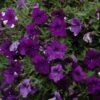Night Sky Petunia Photo 1