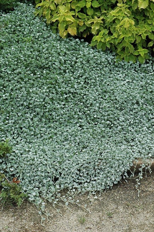 silver falls dichondra