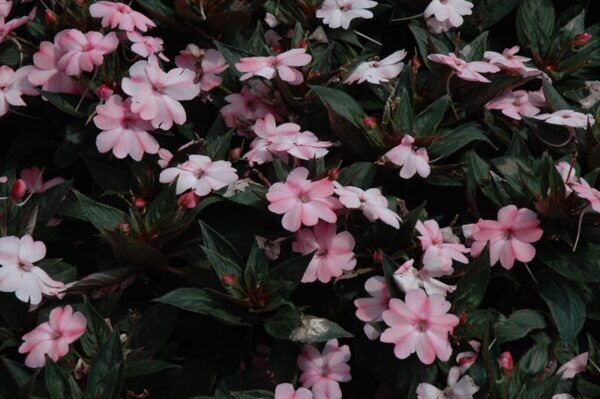 sunpatiens compact pink