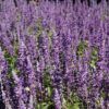 Victoria Blue Salvia Photo 1