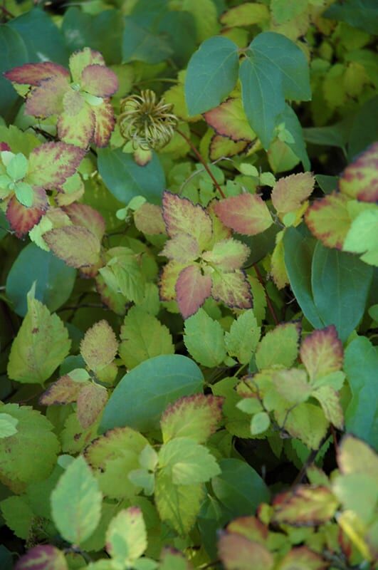 double play Big Bang spirea