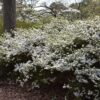 Snow Azalea Photo 1
