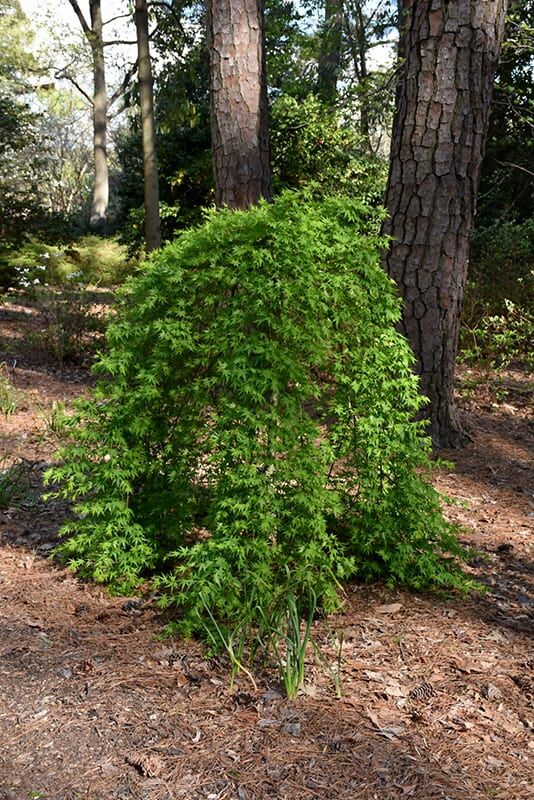 reuse Japanese maple